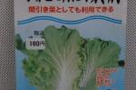 野菜種子　半結球山東菜