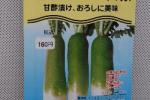 野菜種子　中国ビタミン大根