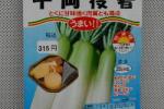 野菜種子　大根　千両役者