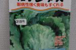 野菜種子　早生Ｖレタス